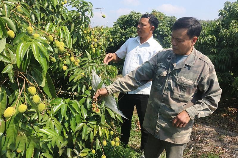 thoi-tiet-nang-nong-keo-dai-khien-cho-ty-le-cay-vai-ra-hoa-cua-gia-dinh-ong-nguyen-van-quy-xa-dang-kang-chi-dat-khoang-10-1713783157.jpg