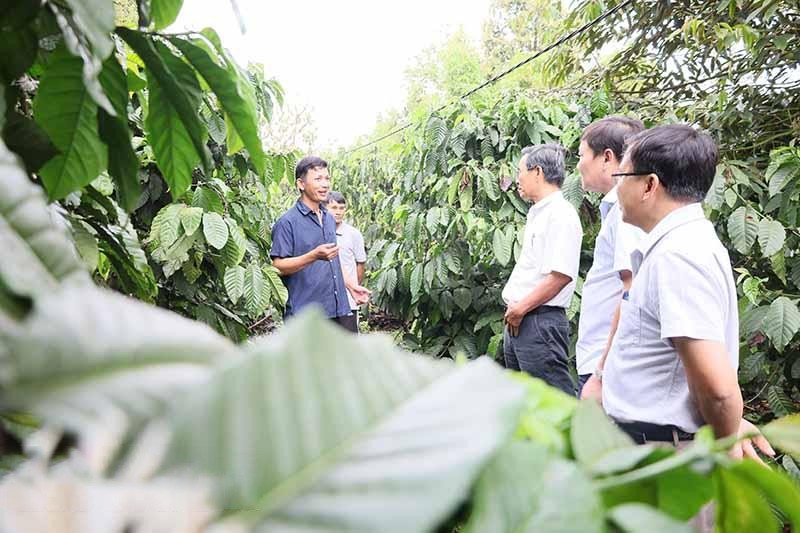 mot-vuon-ca-phe-duoc-canh-tac-theo-huong-ben-vung-o-huyen-krong-nang-1714434869.jpg