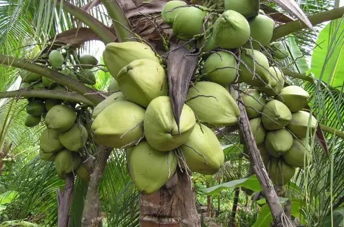 dua-ben-tre-02-1715648503.jpg