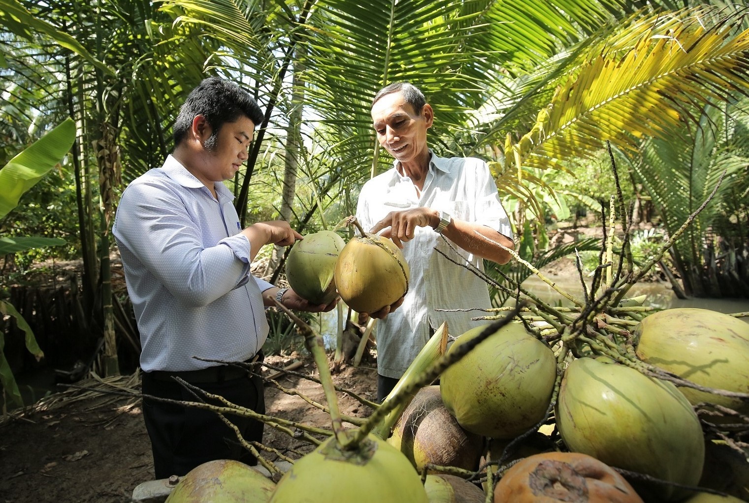 dua-ben-tre-03-1715648533.jpg