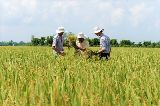can-bo-nong-nghiep-cung-nong-dan-kiem-tra-chat-luong-lua-san-xuat-theo-tieu-chuan-vietgap-o-xa-dak-lieng-huyen-lak-1716181473.jpg
