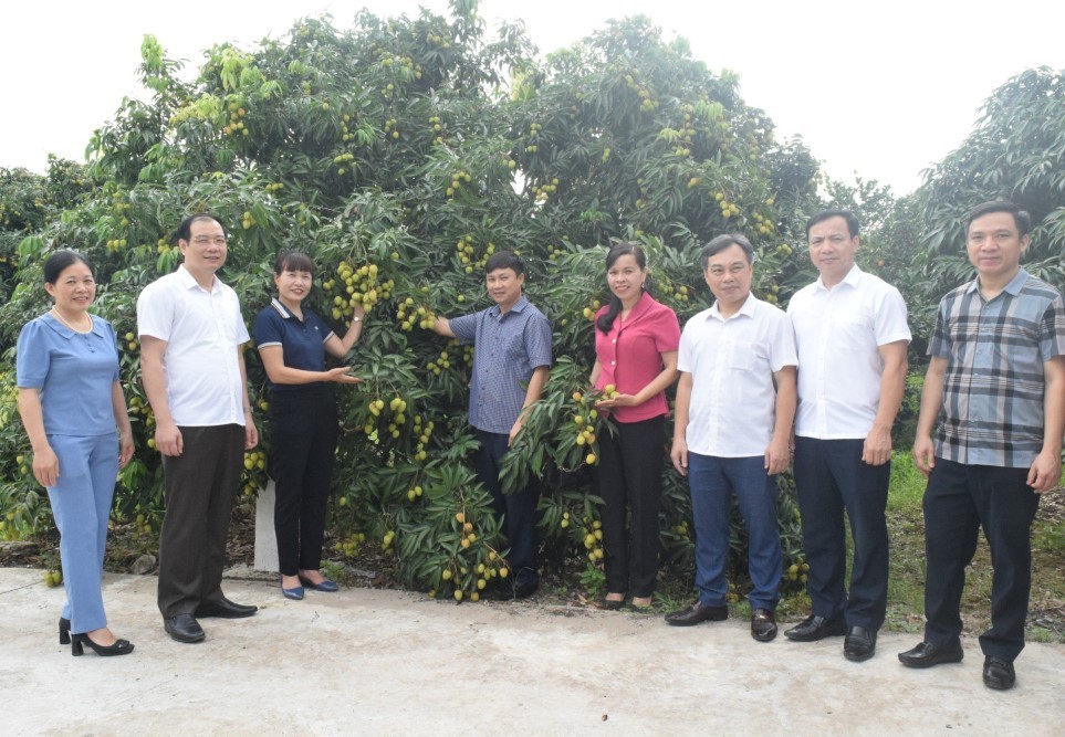 vai-chin-som-phu-cu-02-1716257925.jpg