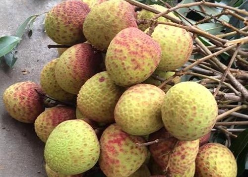 vai-chin-som-phu-cu-03-1716257856.jpg