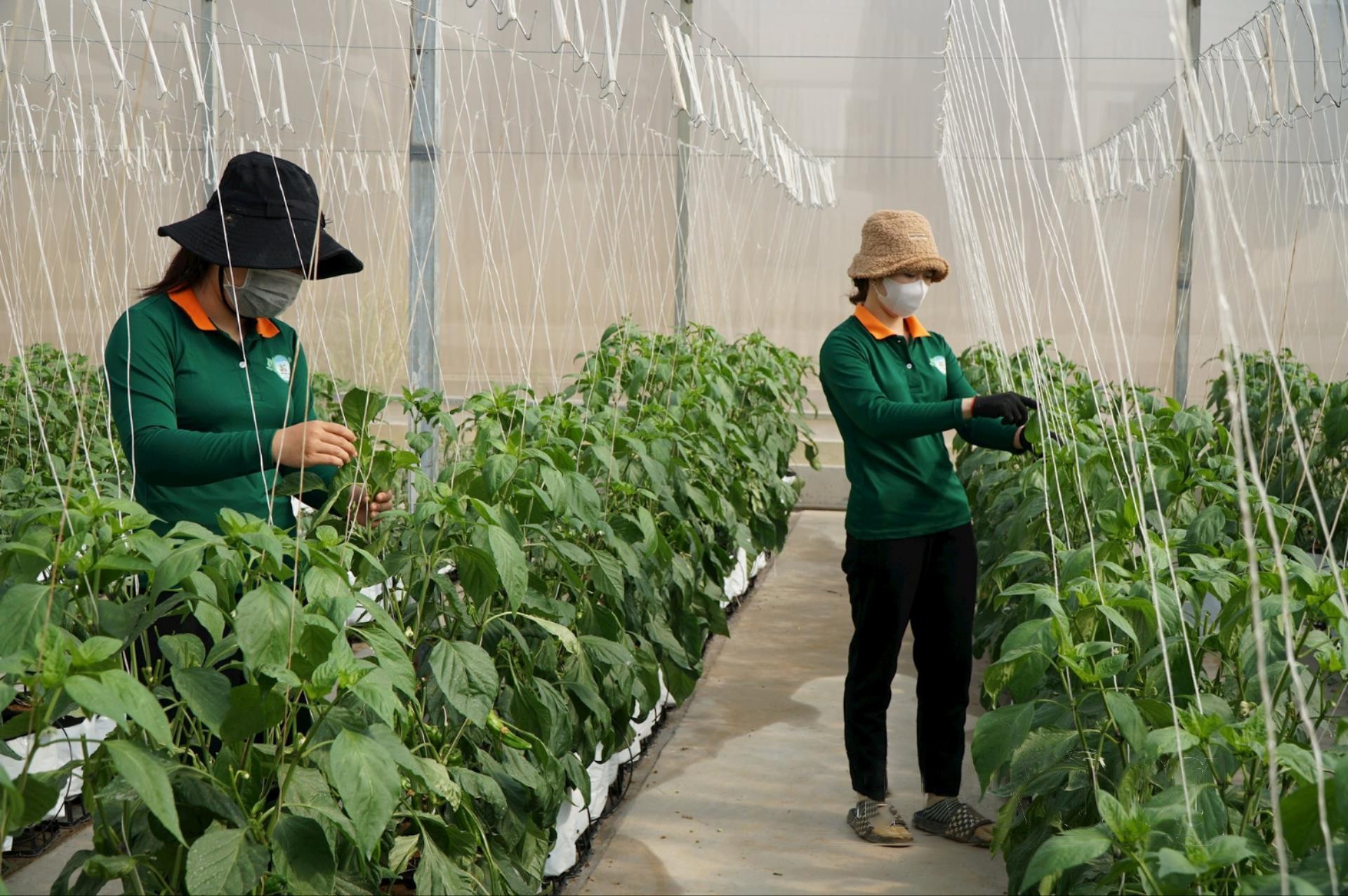 ung-dung-cong-nghe-sinh-hoc-cong-nghe-thong-minh-vao-phat-trien-san-xuat-nong-nghiep-giup-giam-thieu-chi-phi-dau-tu-nang-cao-chat-luong-nong-san-sau-thu-hoach-1716787472.jpg