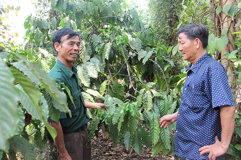 vuon-ca-phe-duoc-canh-tac-theo-huong-huu-co-cua-htx-nong-nghiep-dich-vu-quyet-tien-o-huyen-cu-mgar-1716879981.jpg