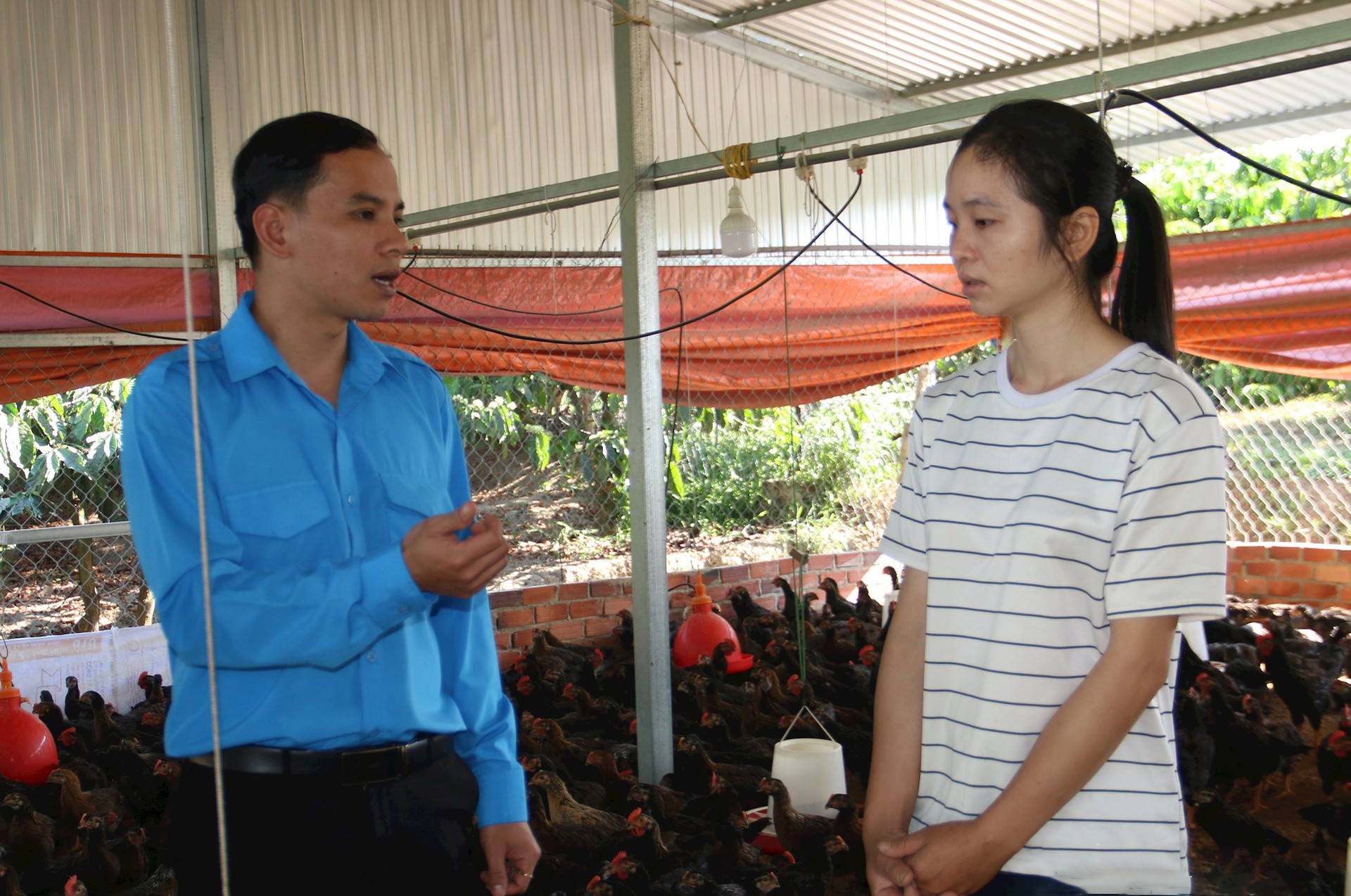 mo-hinh-nuoi-ga-cua-chi-luong-thi-ngoan-o-xa-dak-som-huyen-dak-glong-duoc-vay-von-tu-quy-ho-tro-thanh-nien-khoi-nghiep-tinh-dak-nong-1717054521.jpg