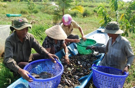 khoi-phuc-ca-dong-ca-mau-1-1718330237.jpg