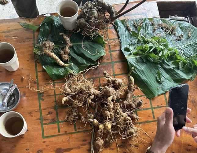 tieu-huy-cay-giong-gia-sam-ngoc-linh-1719300250.jpeg