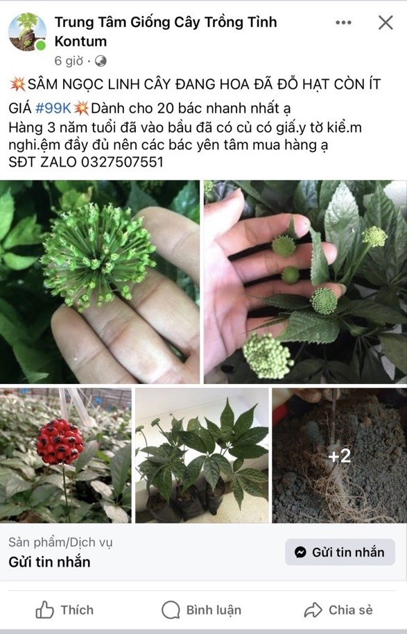 tieu-huy-cay-giong-gia-sam-ngoc-linh-2-1719300807.jpeg