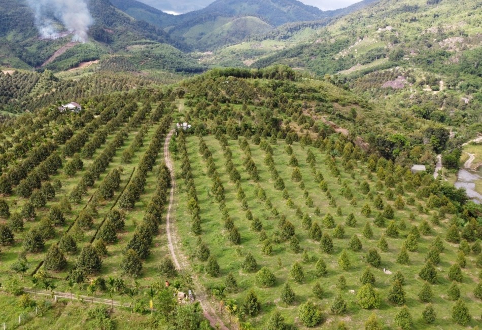 sau-rieng-khanh-son-1-1720368913.jpg
