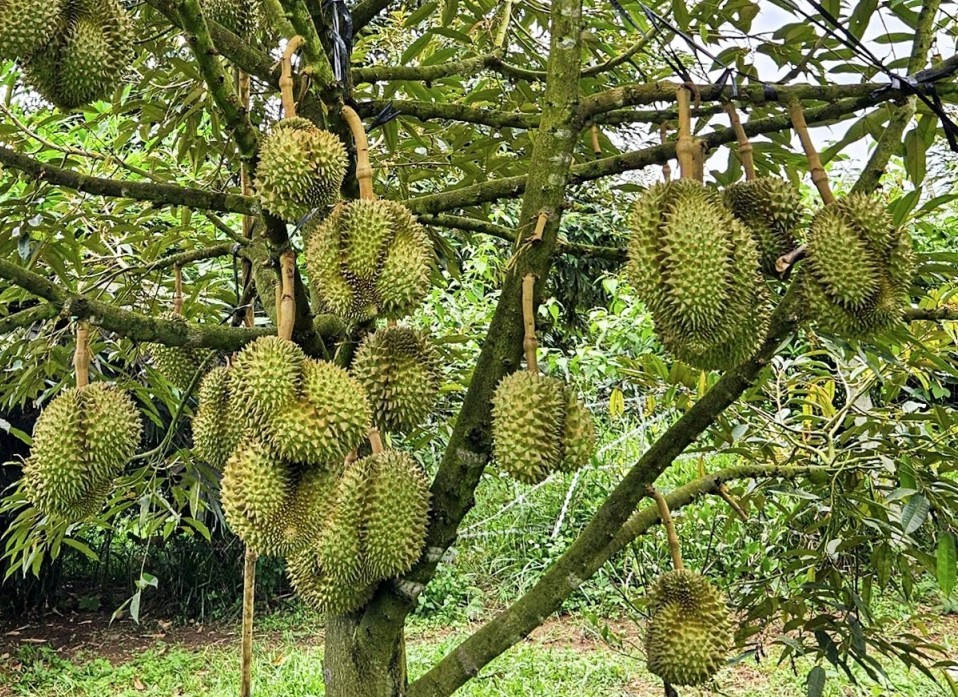 sau-rieng-khanh-son-2-1720368941.jpg