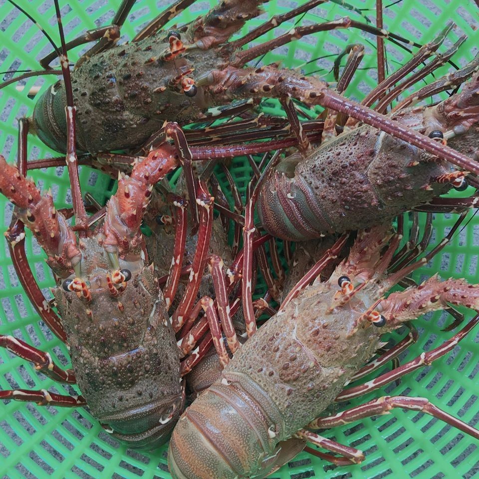 xuat-khau-dnktx2-1723102333.jpg