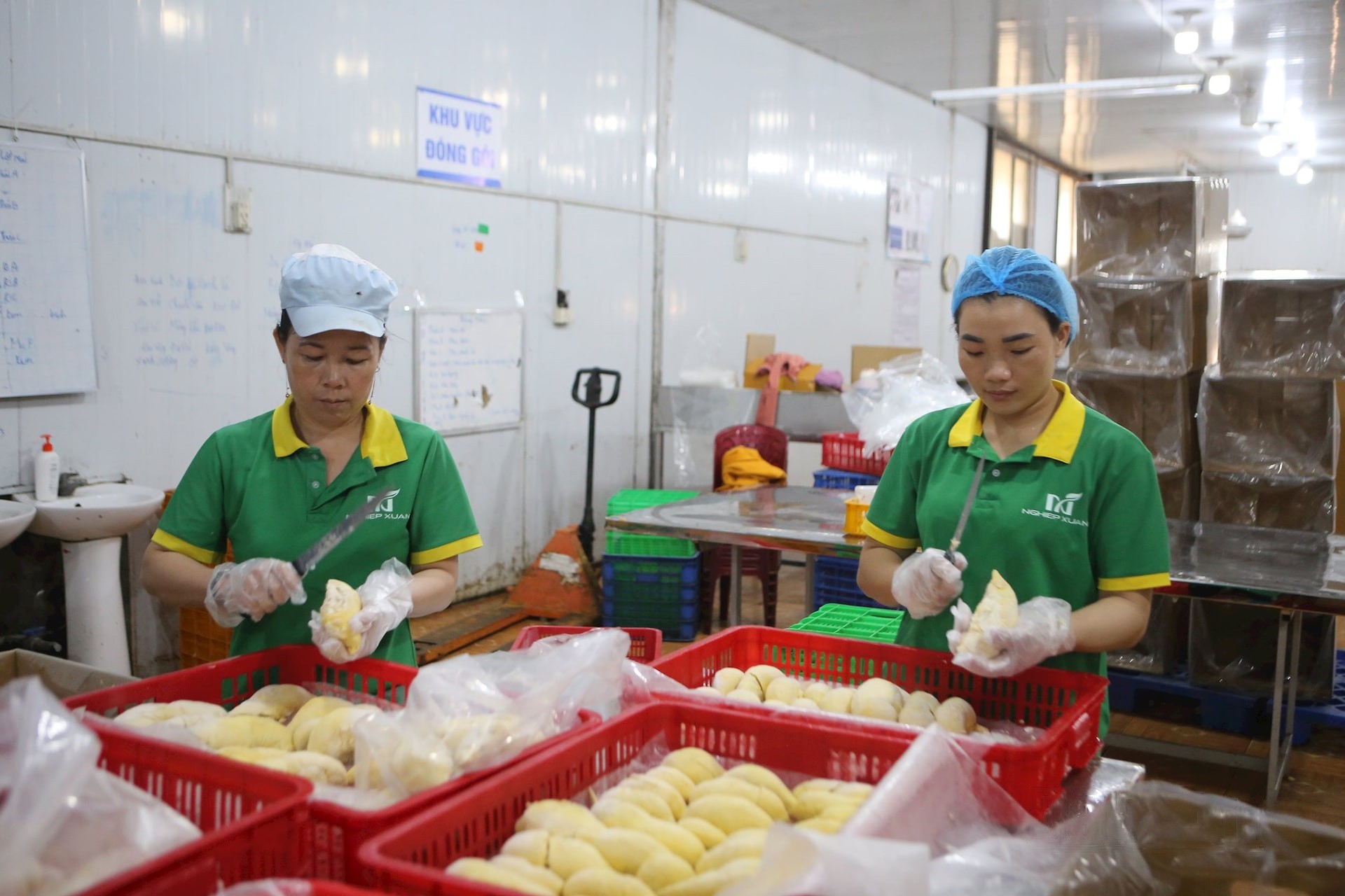 che-bien-sau-rieng-cap-dong-phuc-vu-xuat-khau-tai-cong-ty-tnhh-thuong-mai-xuat-nhap-khau-nghiep-xuan-tp-gia-nghia-1743272519.jpg