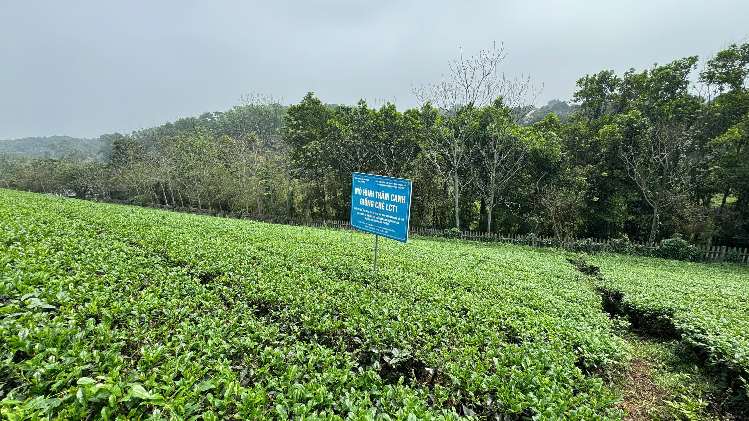 che-1743389593.jpg