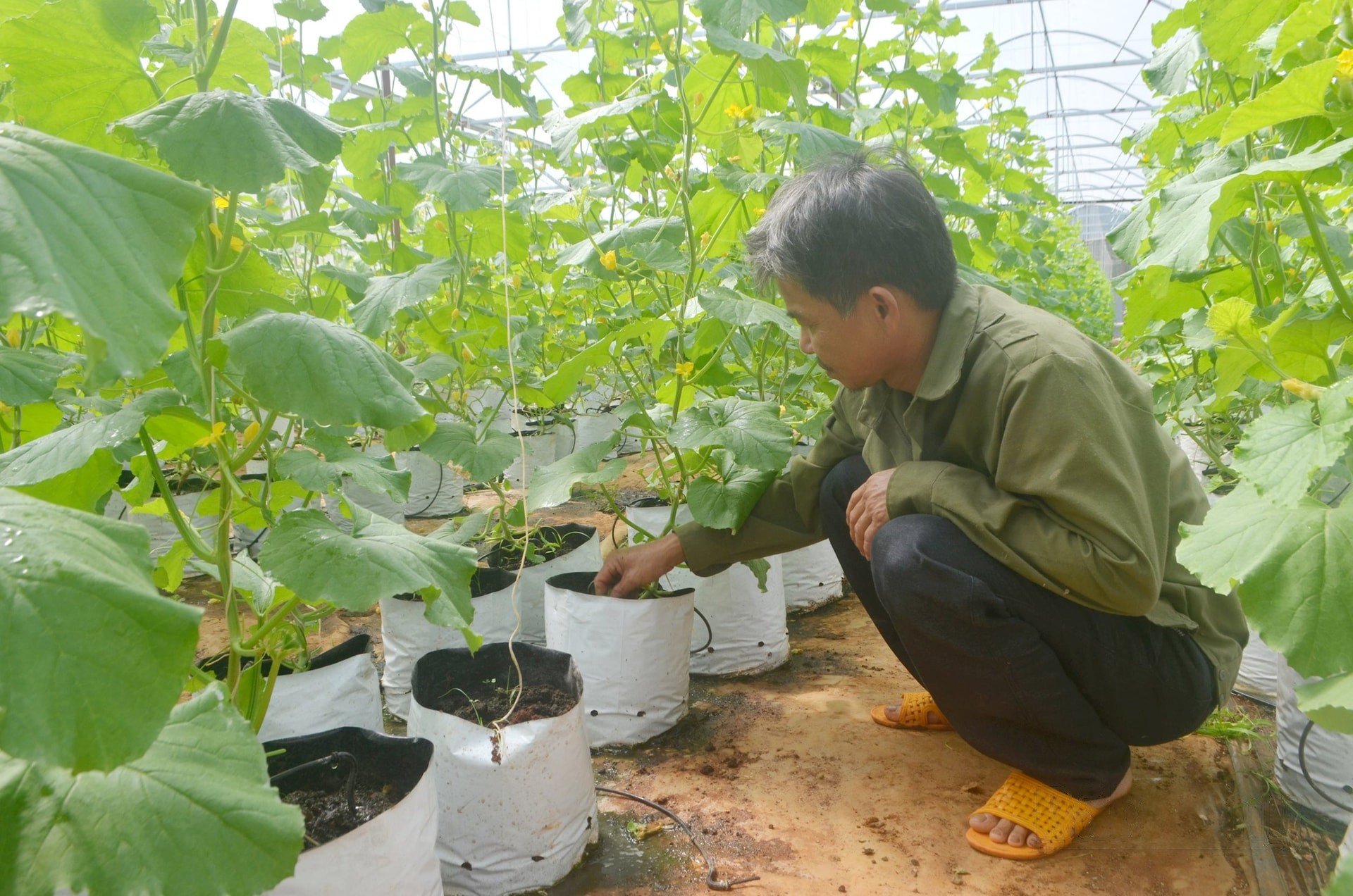 ong-tran-van-hoat-o-phuong-nghia-duc-tp-gia-nghia-dang-kiem-tra-he-thong-ban-tu-dong-co-ung-dung-cong-nghe-cao-giup-cham-soc-tuoi-nuoc-bon-phan-cho-cay-1744054035.jpg