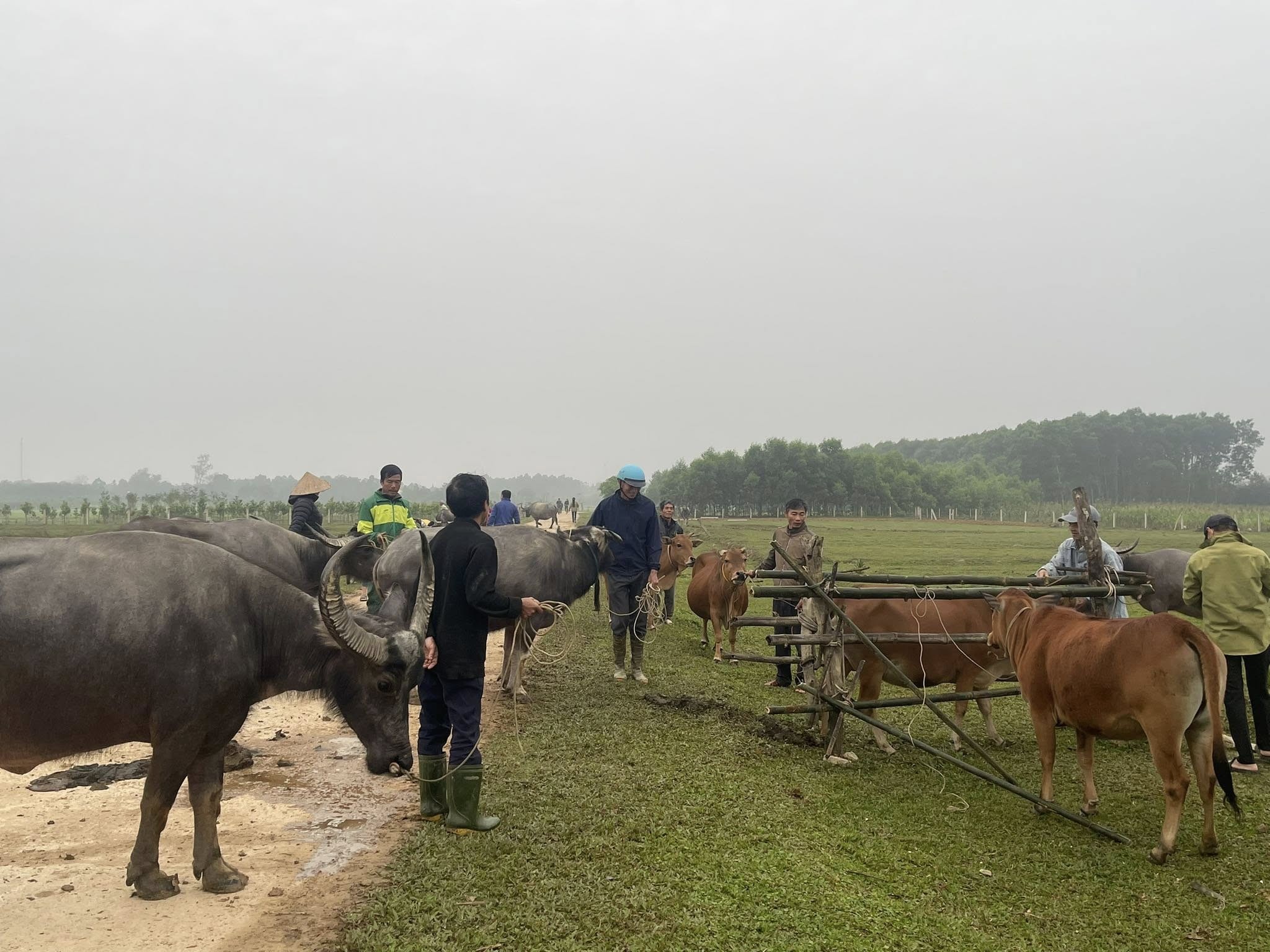 tiem-phong-gia-suc-3-1744206740.jpg