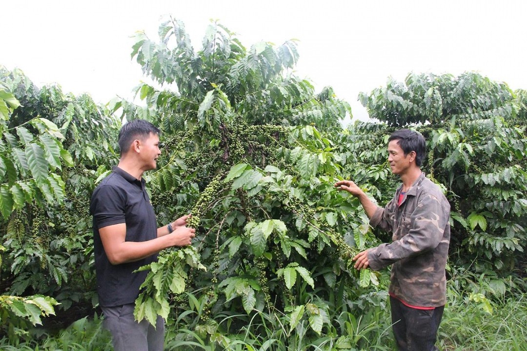 to-hop-tac-nong-nghiep-huu-co-xa-binh-hoa-huyen-krong-ana-lien-ket-de-xay-dung-vung-ca-phe-huu-co-1744187882.jpg