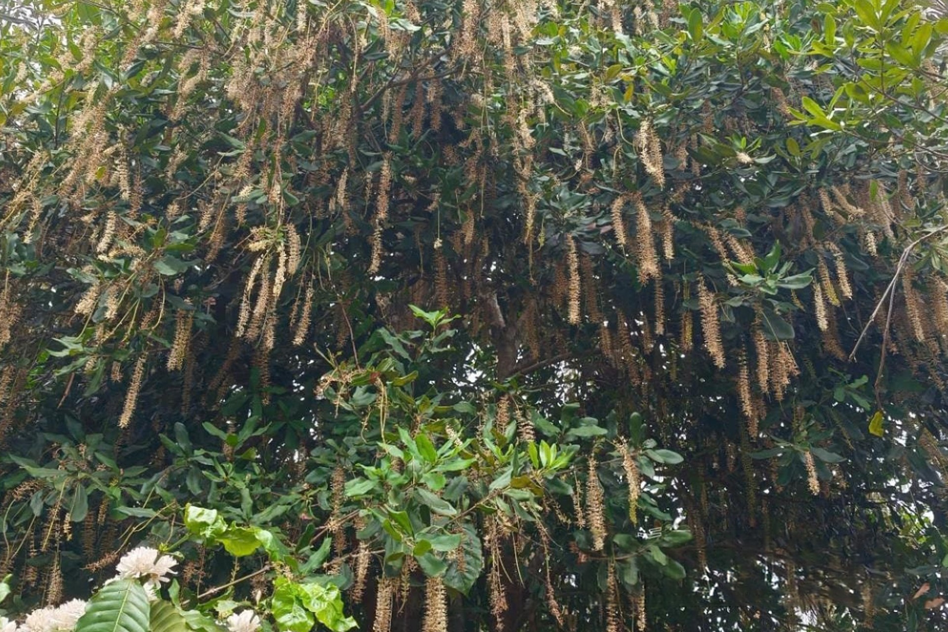 mac-du-dang-mua-nang-gat-nhung-mac-ca-trong-o-xa-quang-truc-huyen-tuy-duc-dang-tro-bong-rat-nhieu-hua-hen-mua-vu-triu-qua-1745464237.jpeg