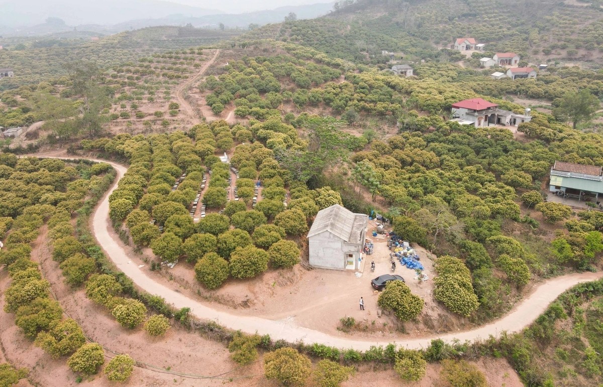 mua-ong-vai-bac-giang-3-1745454576.jpg
