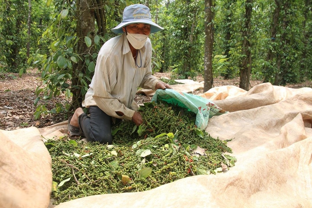 cong-viec-hai-tieu-thue-mang-lai-thu-nhap-kha-cao-cho-nhieu-lao-dong-1745543099.jpeg