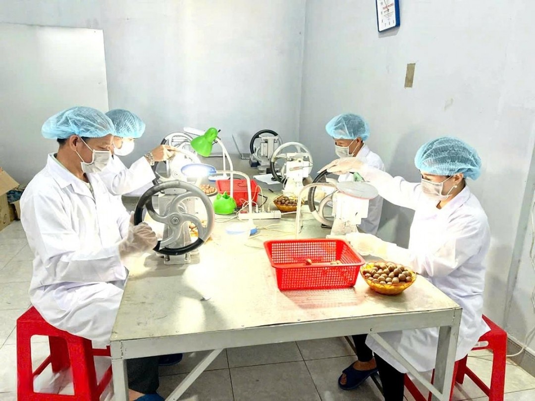 san-pham-mac-ca-cua-hop-tac-xa-san-xuat-thuong-mai-va-dich-vu-nong-nghiep-macca-ea-hleo-da-xuat-khau-chinh-ngach-sang-thi-truong-han-quoc-1745544197.jpeg