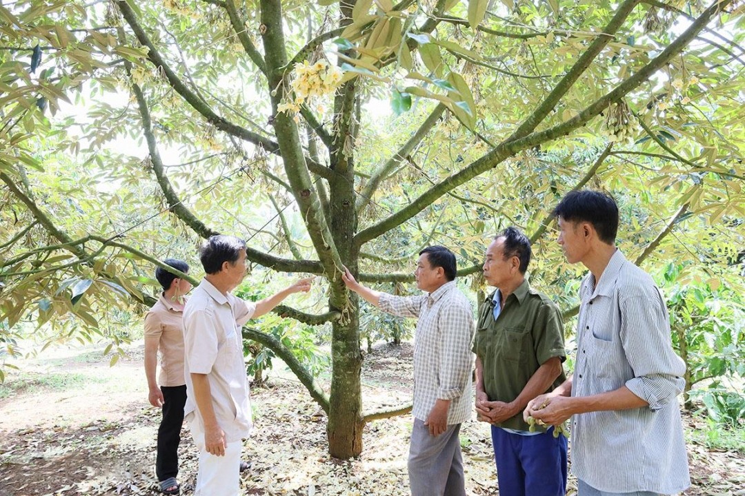 hop-tac-xa-dich-vu-nong-nghiep-sach-xa-ea-yong-huyen-krong-pac-to-chuc-huong-dan-nong-dan-ky-thuat-xu-ly-vuon-cay-bi-anh-huong-do-thoi-tiet-1746176315.jpg
