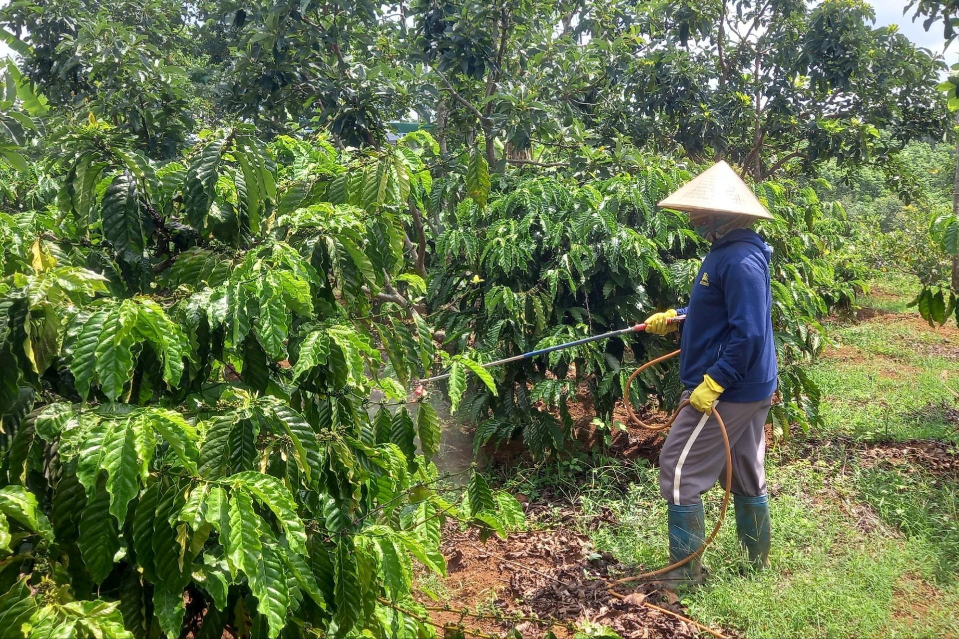 mo-hinh-trong-xen-canh-ca-phe-voi-cay-an-qua-tai-mot-nong-ho-o-xa-quang-tin-huyen-dak-rlap-1746232858.jpg