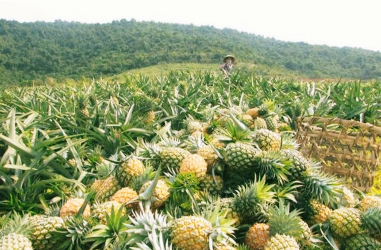 xuat-khau-1746780363.jpg