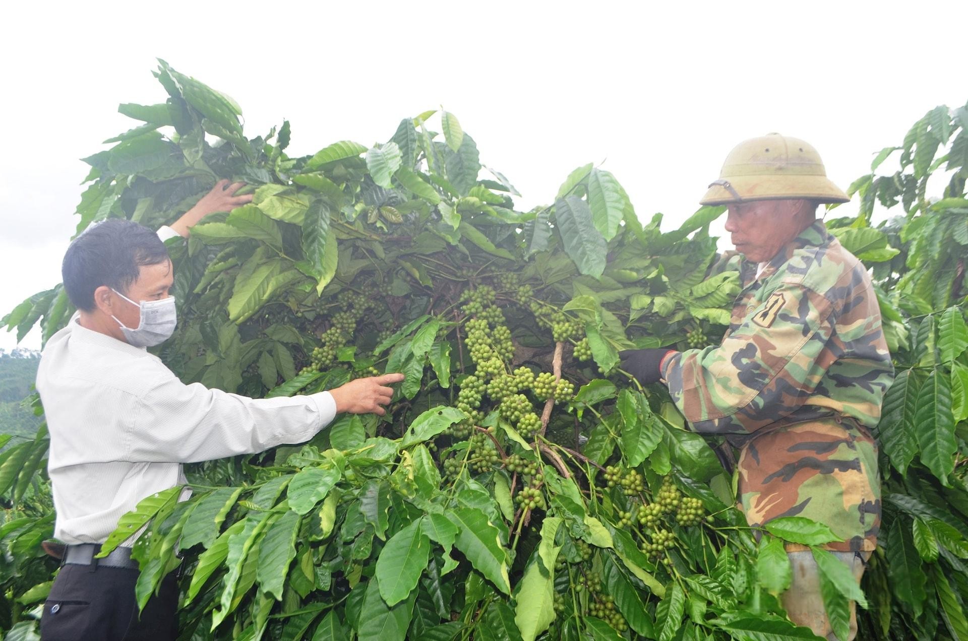nam-2024-thu-nhap-binh-quan-tren-1ha-dat-canh-tac-co-ung-dung-cong-nghe-cao-cua-nguoi-dan-dak-mil-dat-115-trieu-dong-1746983165.jpeg