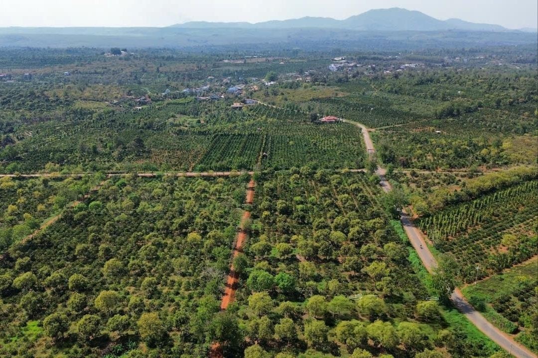 vung-san-xuat-ca-phe-ung-dung-cong-nghe-cao-xa-thuan-an-huyen-dak-mil-quy-mo-335ha-hien-nay-co-1-htx-va-186-ho-nong-dan-tham-gia-san-xuat-1746983190.jpeg