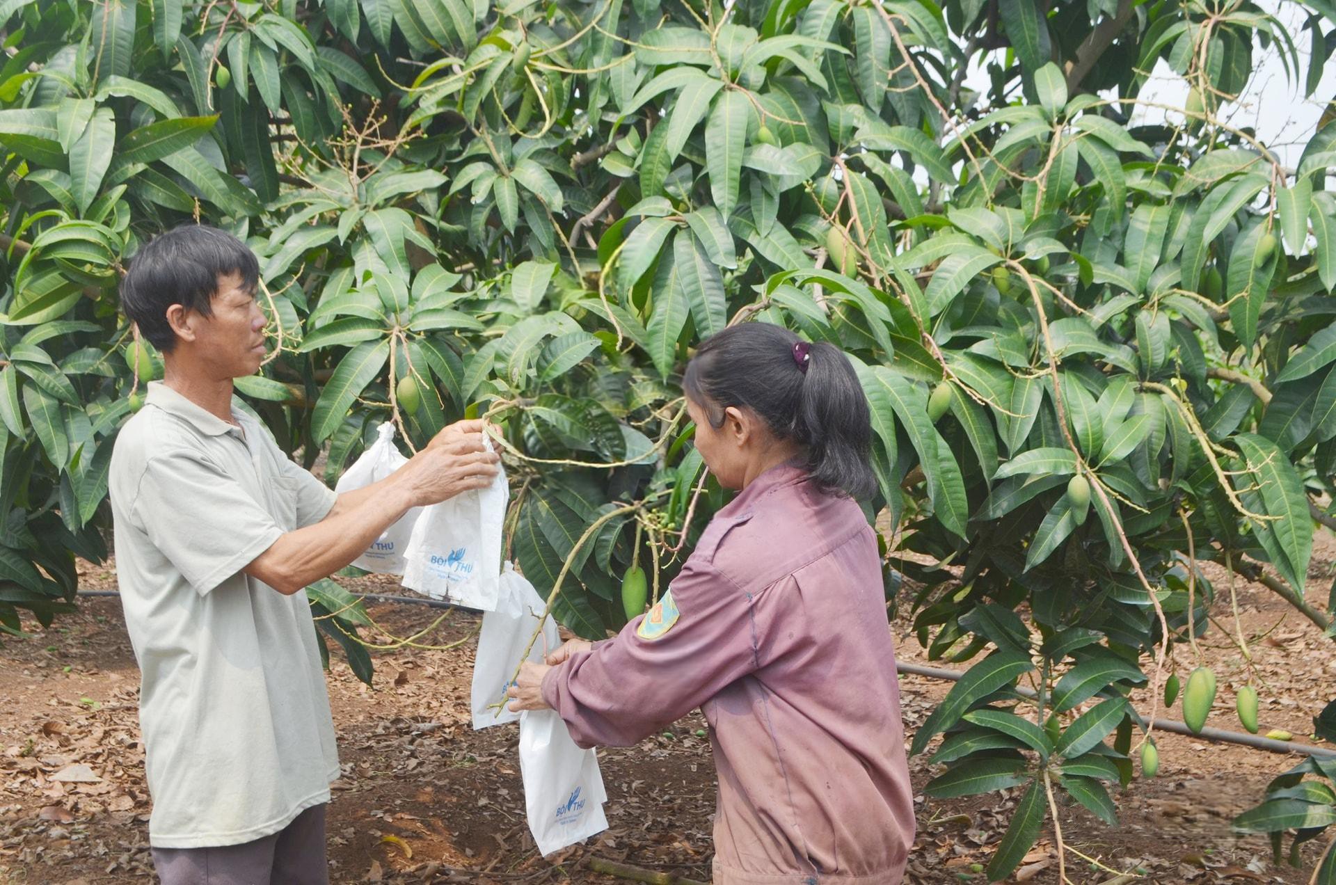 vung-san-xuat-xoai-udcnc-xa-dak-gan-co-quy-mo-343ha-voi-254-ho-nong-dan-tham-gia-1746983101.jpg