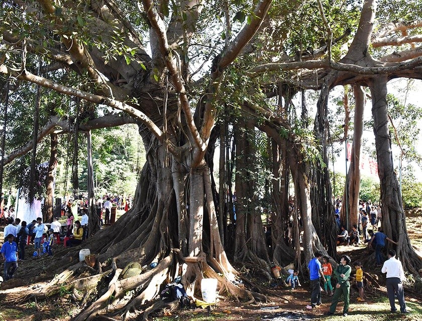 cay-da-lang-ghe-xa-ia-dok-huyen-duc-co-duoc-cong-nhan-la-cay-di-san-viet-nam-anh-ngoc-sang-1747111641.jpg