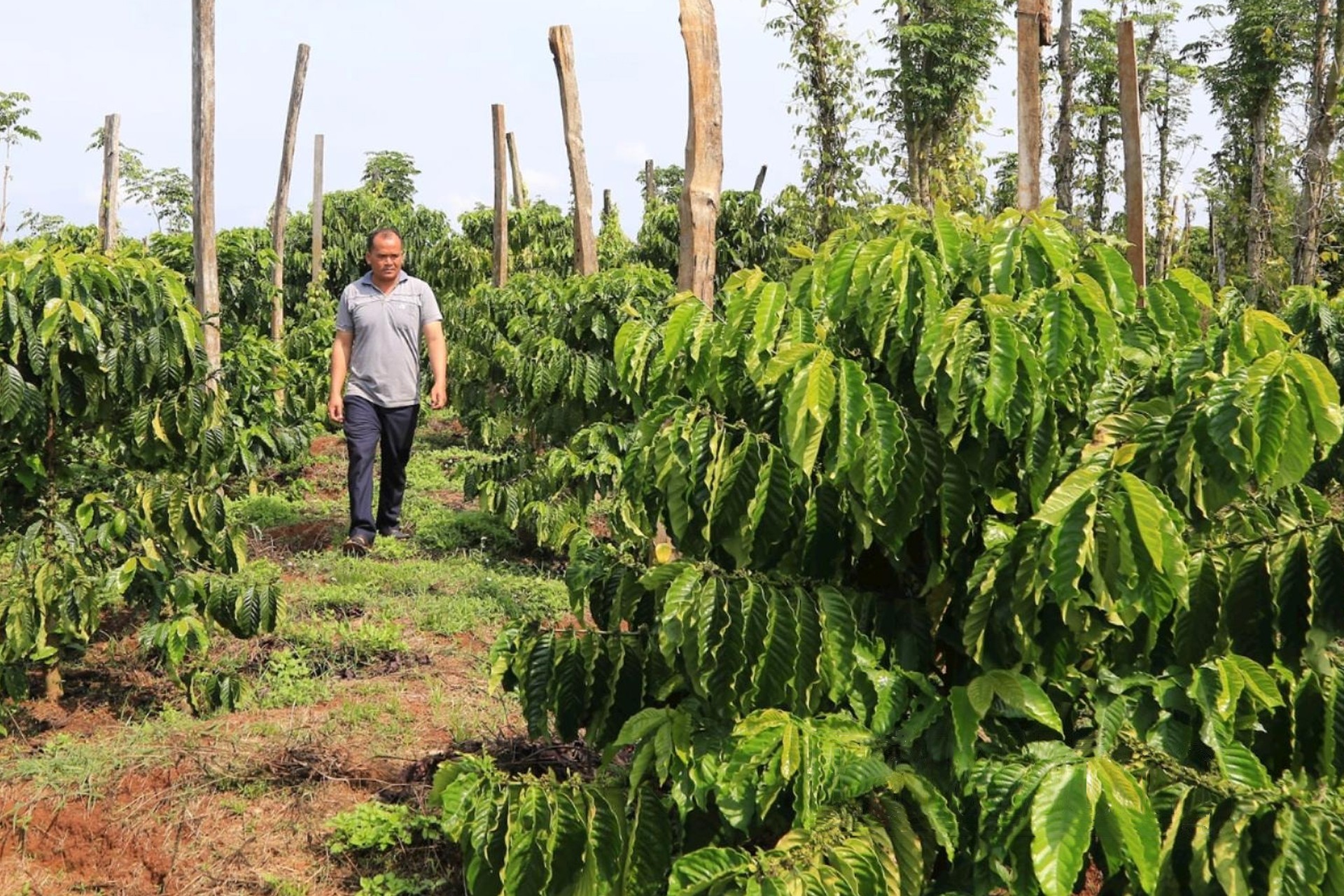 xen-canh-ca-phe-voi-cac-cay-trong-khac-la-huong-di-giup-gia-tang-thu-nhap-va-hieu-qua-kinh-te-cho-nhieu-nong-ho-o-tp-gia-nghia-hien-nay-1747160407.jpg