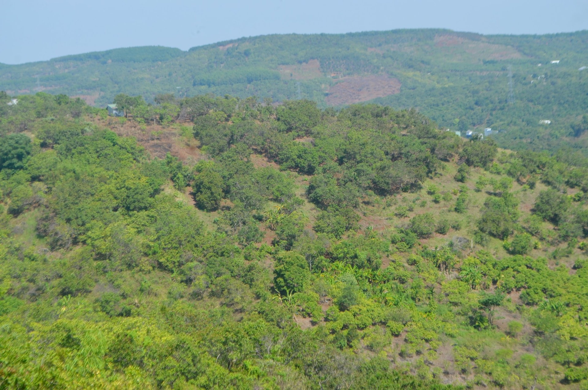 dien-tich-dieu-cua-dak-ru-huyen-dak-rlap-hien-con-khoang-1600ha-1747334653.jpg