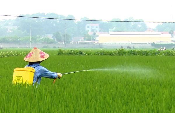 1587352383559-phun-thuoc-phong-tru-1747465088.png