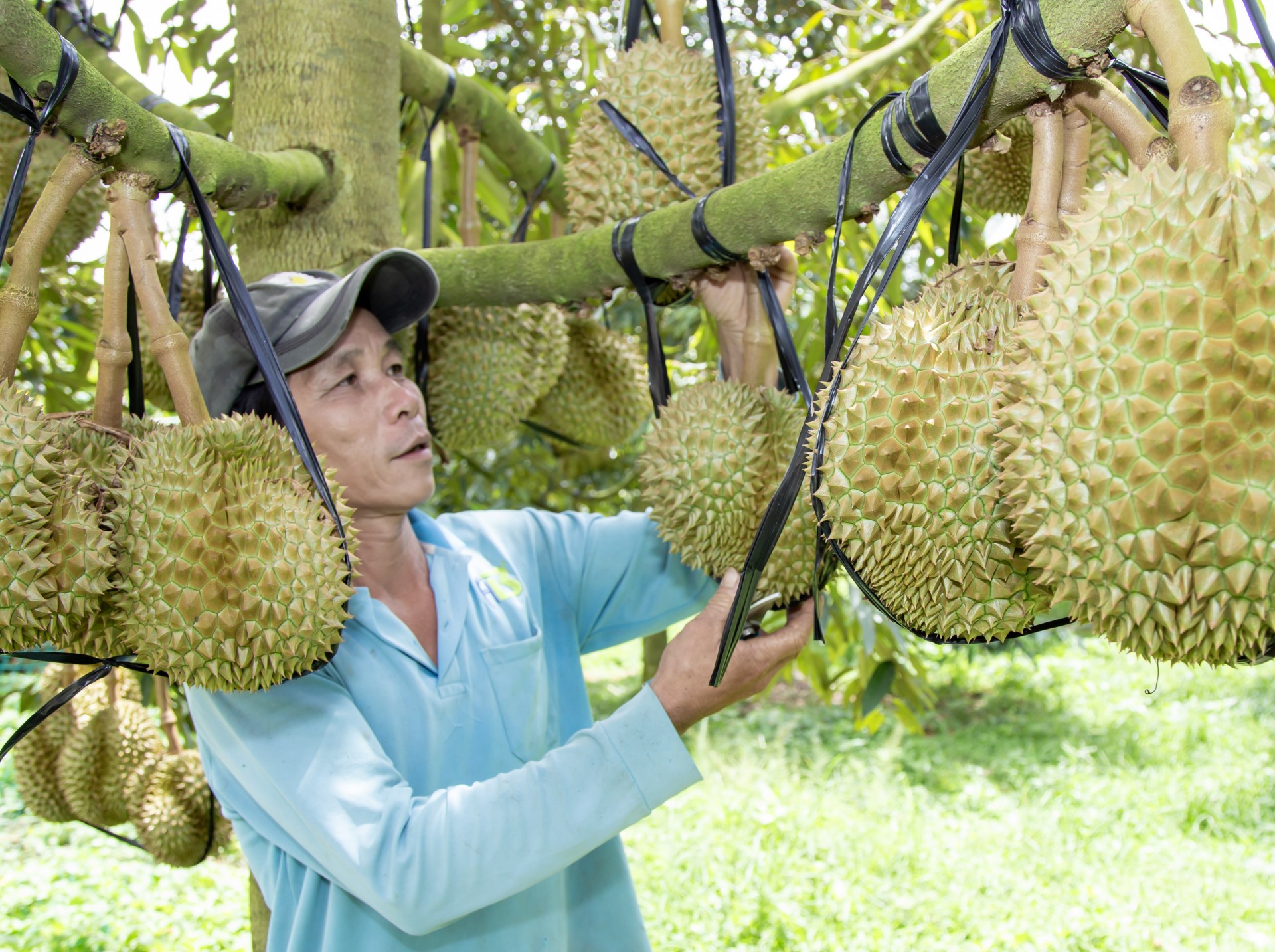 anh-2-sau-rieng-khanh-son-anh-minh-hoa-1747643317.jpg