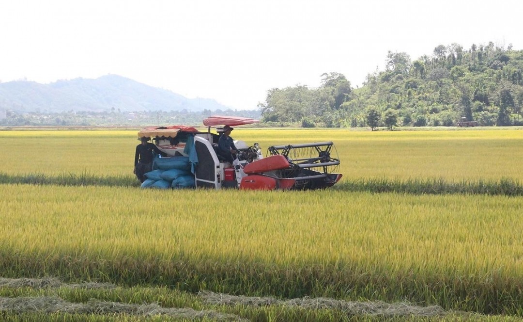 nong-dan-huyen-krong-ana-thu-hoach-lua-vu-dong-xuan-2024-2025-1747735917.jpeg
