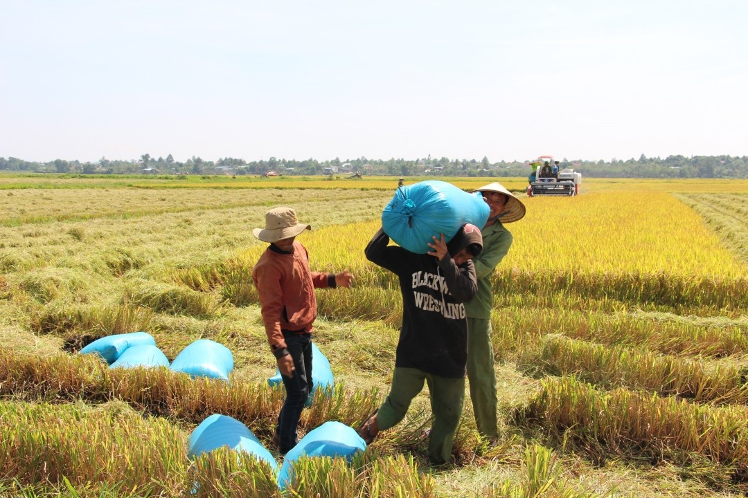 thuong-lai-den-thu-mua-lua-vua-thu-hoach-tai-huyen-ea-kar-1747736142.jpg