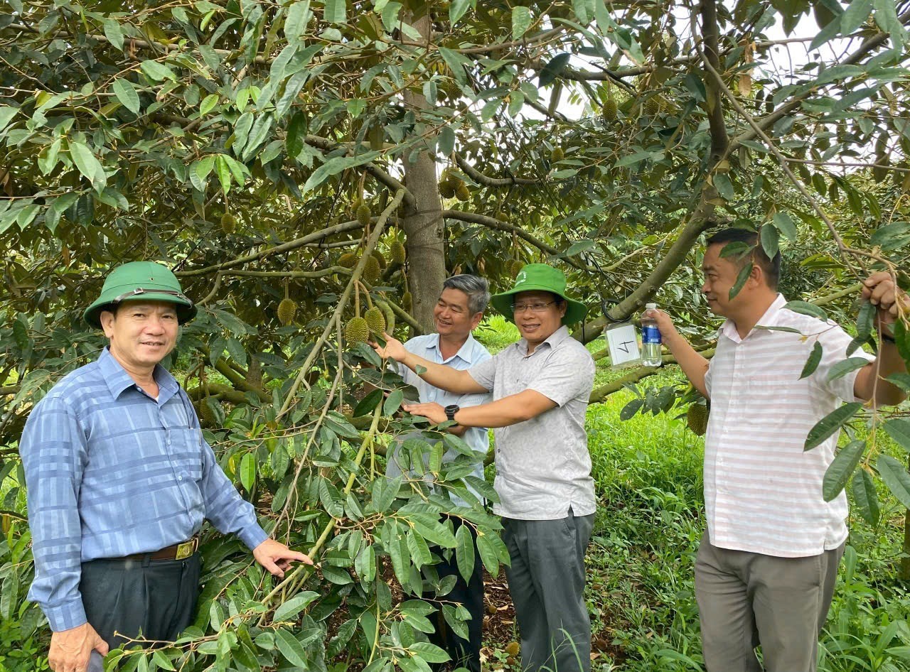 chu-tich-ubnd-huyen-cu-mga-vu-hong-nhat-ngoai-cung-ben-trai-kiem-tra-vuon-sau-rieng-chat-luong-cao-1747786332.JPG