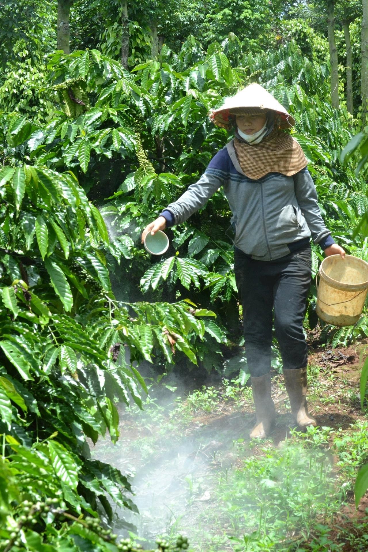 viec-cai-tao-dat-khu-trung-dat-bang-voi-bot-dau-mua-mua-giup-vuon-ca-phe-cua-nguoi-dan-xa-dao-nghia-huyen-dak-rlap-khong-che-duoc-nguon-nam-benh-lay-lan-1748468399.jpg