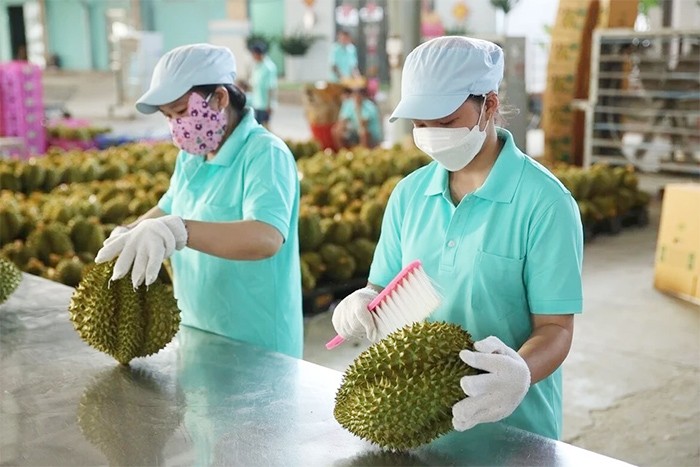 kn-sau-rieng-2-1748841582.jpg