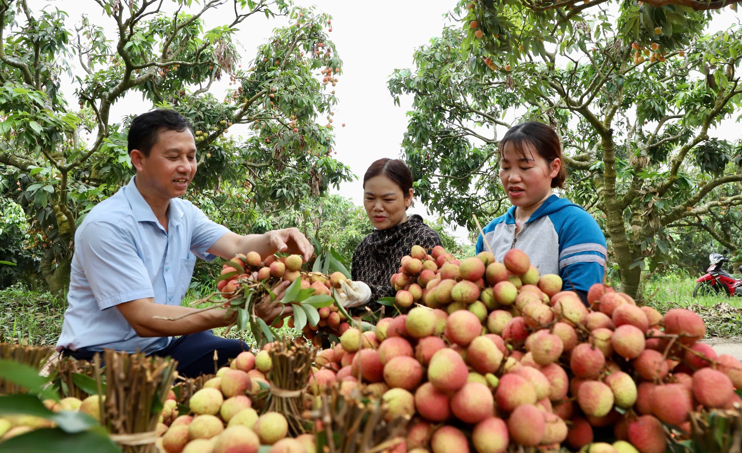Nông dân huyện Thanh Hà (Hải Dương) LC88 Được cấp phép bởi PAGCOR vải thiều theo quy trình VietGAP, chuẩn bị cho lô hàng Sân Chơi Lc88.com Web Uy Tín sang 10Lc88 Giải Trí Thể Thao Nhật Bản -Ảnh Tiến Mạnh