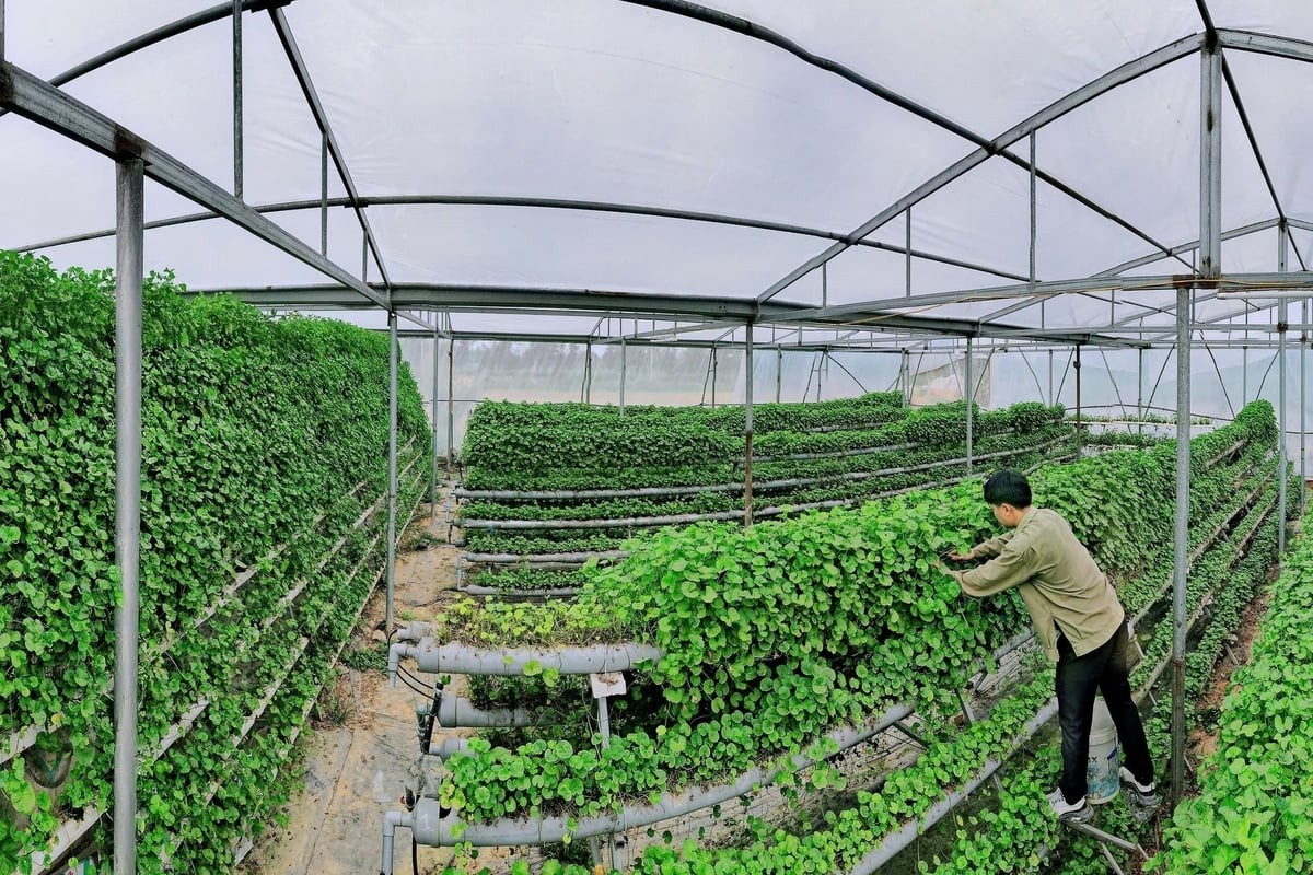 Sản phẩm nước rau má đóng chai được tiêu thụ đều đặn mỗi ngày tại các cửa hàng giải khát LLc88 phiên bản mới.