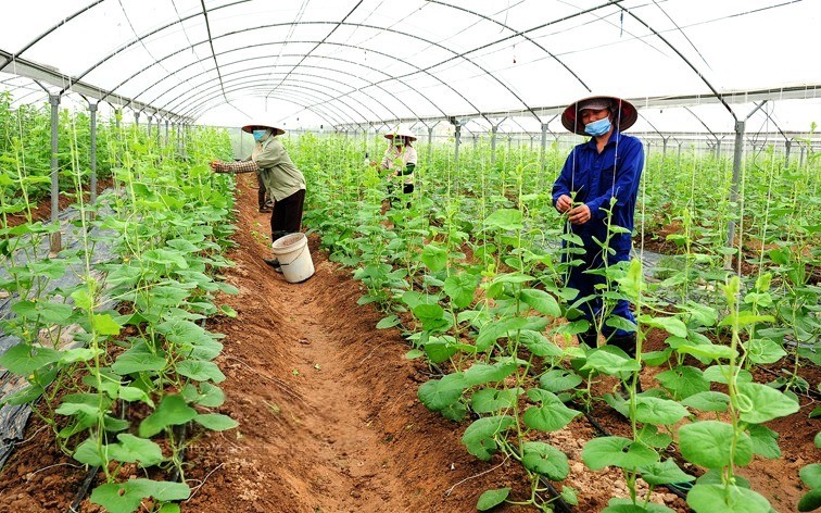 Chuyển đổi số: Công nghệ giúp nông dân làm giàu trên chính mảnh đất của mình.