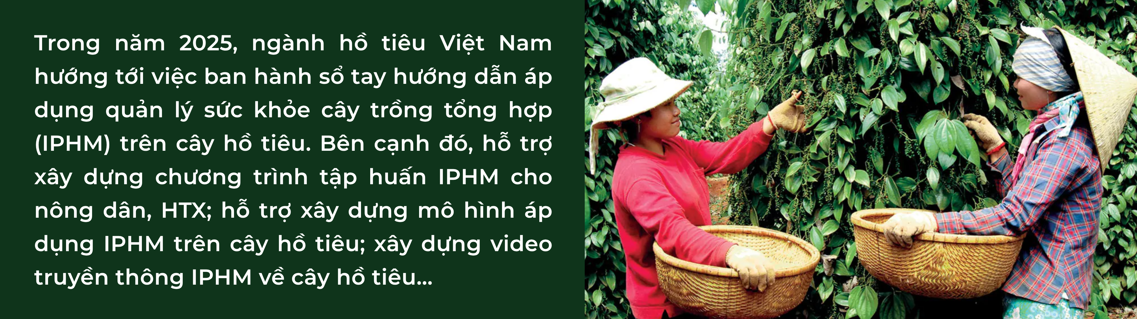 iphm-5-1750063495.png