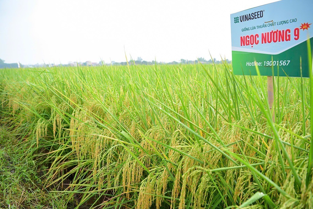 Giống lúa thuần Ngọc Nương 9 thuộc nhóm lúa thơm, hạt dài, chất lượng gạo ngon, cơm dẻo