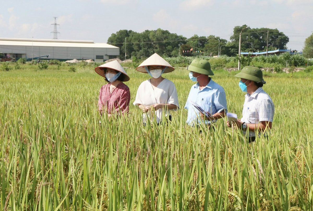 Cán bộ kỹ thuật giám sát chất lượng tại vùng lúa hữu cơ Đồng Phú (huyện Chương Mỹ), nơi được cấp mã số vùng trồng