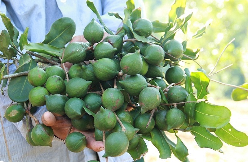dien-bien-lay-y-kienVùng trồng mắc ca tại Điện Biên – một trong những cây trồng chủ lực đang được tỉnh định hướng phát triển gắn với chế biến sâu và xây dựng thương hiệu.-chu-truong-dau-tu-du-an-trong-mac-ca-va-du-an-chan-nuoi-lon-sach-1751383516.jpg