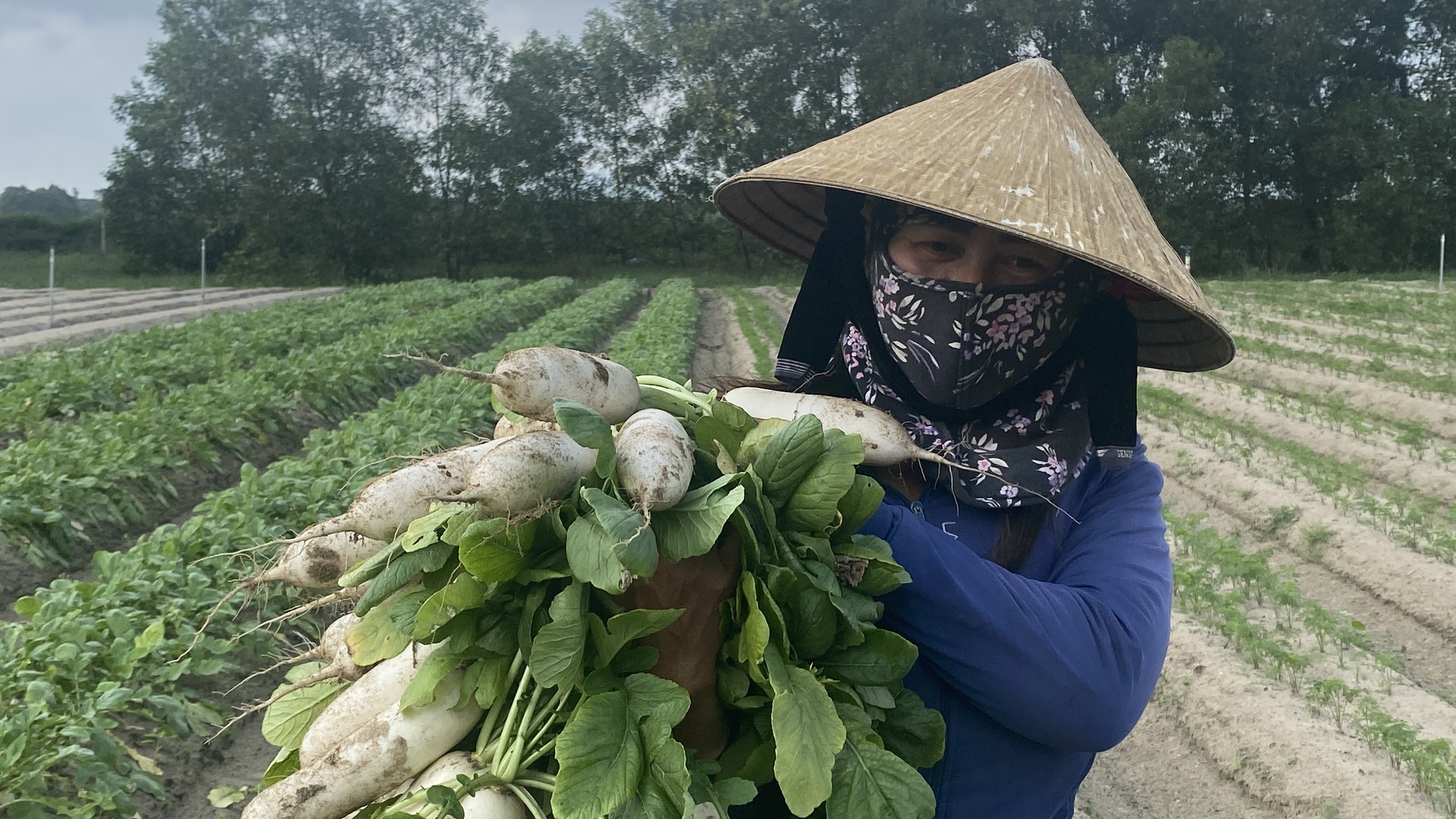 thu-hoach-cu-cai-3-1753848499.jpg