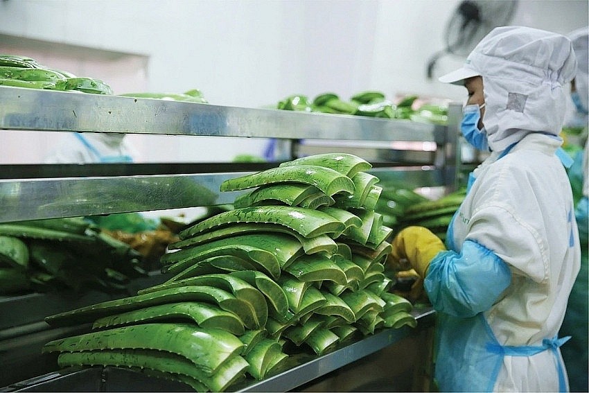 Với mức giá cổ phiếu GCP từ 33.000 - 34.900 đồng/cp từ ngày 25 - 30/7, GC Food đã thu về khoảng 214 tỷ đồng